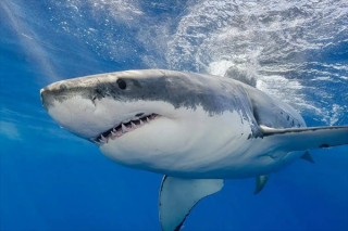 <b><font color='#FF0000'>世界十大恐怖鲨鱼排名，第一濒临灭绝，</font></b>