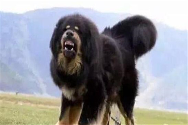 世界十大凶悍猛犬 高加索犬生存能力强，土佐斗犬被多国禁养