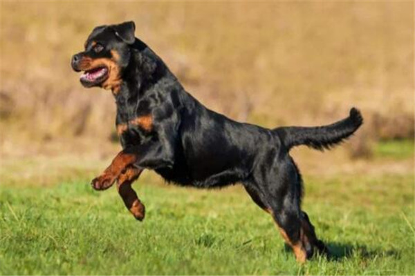 世界十大凶悍猛犬 高加索犬生存能力强，土佐斗犬被多国禁养