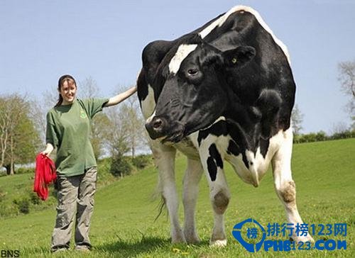 世界上最高的奶牛